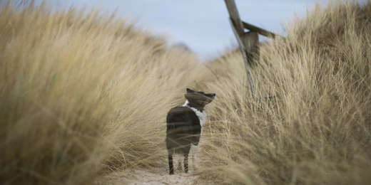 Discover the Best Dog-Friendly Beaches in the UK