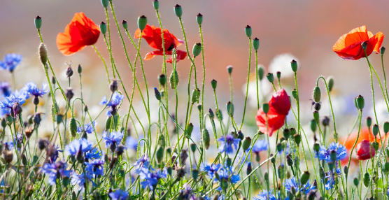 Wildflower Competition: Plant, Capture, Win