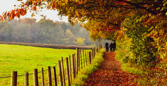 Seasonal Shifts: Autumn in the UK