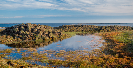 Why Add a Wetland Space to Your Garden?