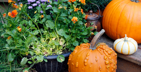 A Guide to October Gardening